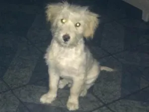 Cachorro raça Indefinido  idade 2 a 6 meses nome Júnior 