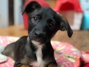 Cachorro raça Srd idade  nome Clarissa
