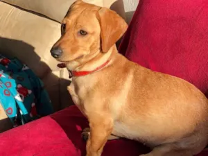 Cachorro raça Srd idade  nome Duda