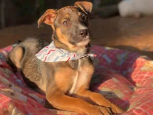 Cachorro raça Srd idade  nome Caio