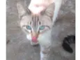 Susi 