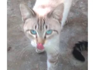 Gato raça SRD idade 7 a 11 meses nome Susi 