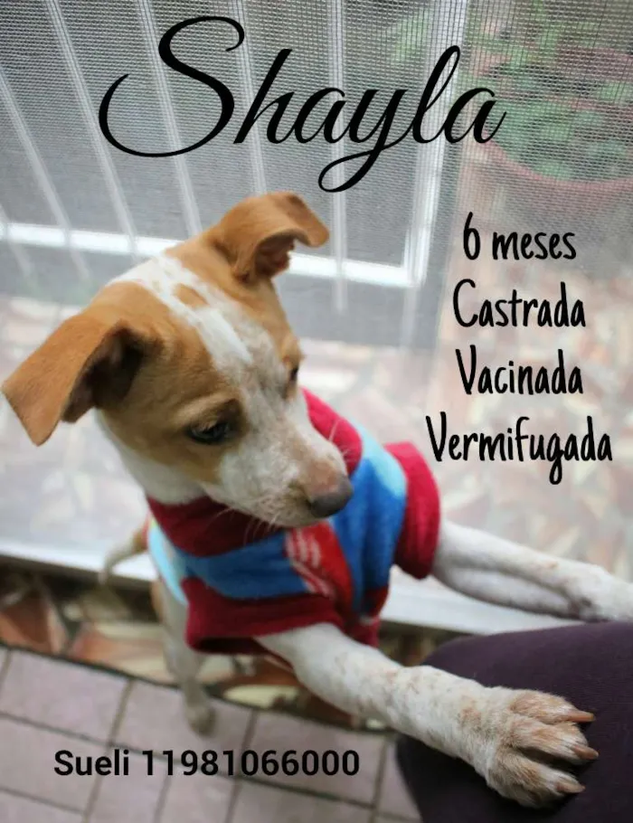 Cachorro ra a Srd idade 2 a 6 meses nome Shayla