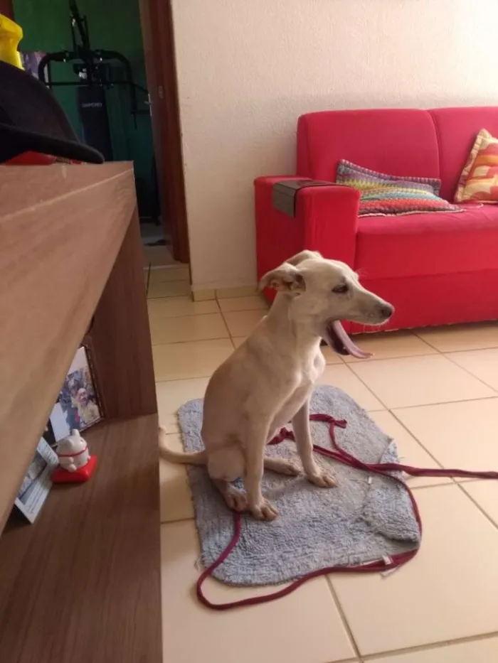 Cachorro ra a Sem raça idade 7 a 11 meses nome Alita