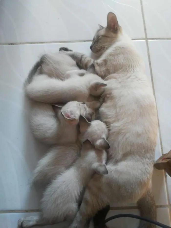 Gato raça Siames idade 2 a 6 meses nome Não tem nomes ainda