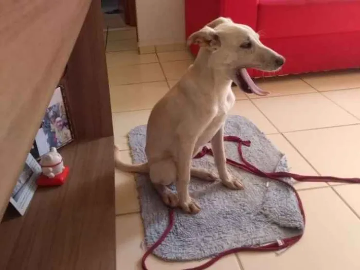 Cachorro ra a Sem raça idade 7 a 11 meses nome Alita