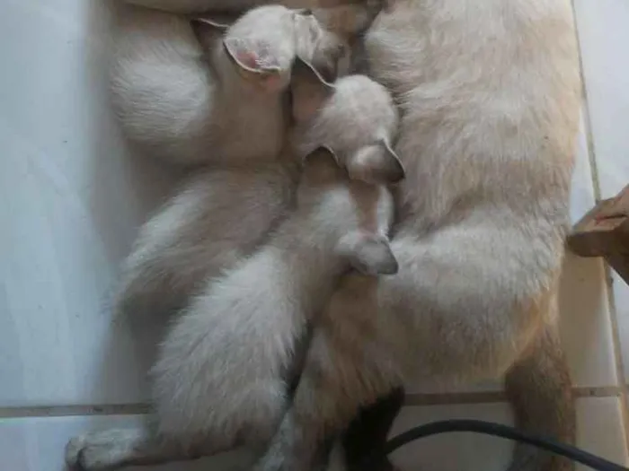 Gato raça Siames idade 2 a 6 meses nome Não tem nomes ainda