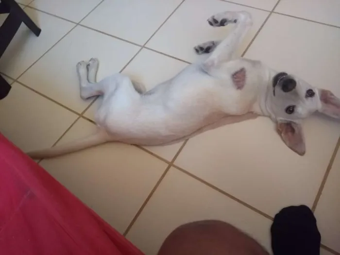 Cachorro ra a Sem raça idade 7 a 11 meses nome Alita