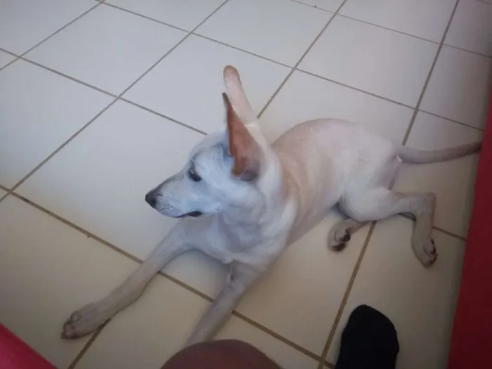 Cachorro ra a Sem raça idade 7 a 11 meses nome Alita