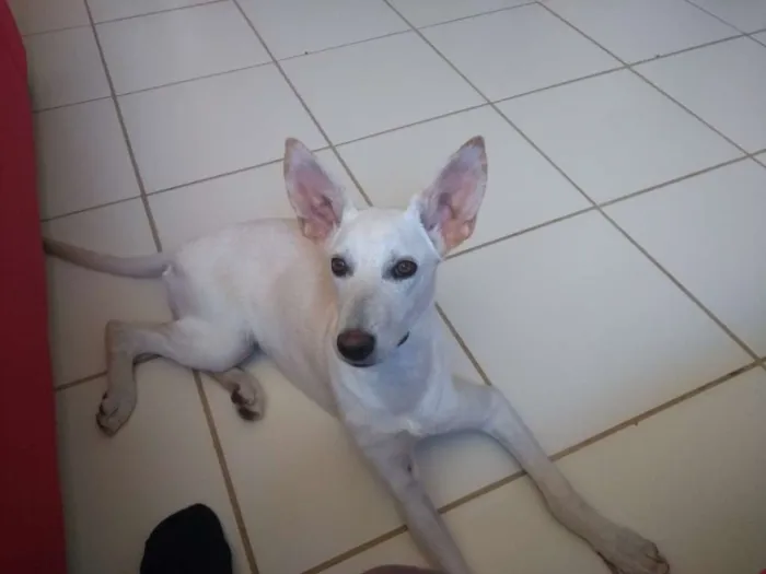 Cachorro ra a Sem raça idade 7 a 11 meses nome Alita