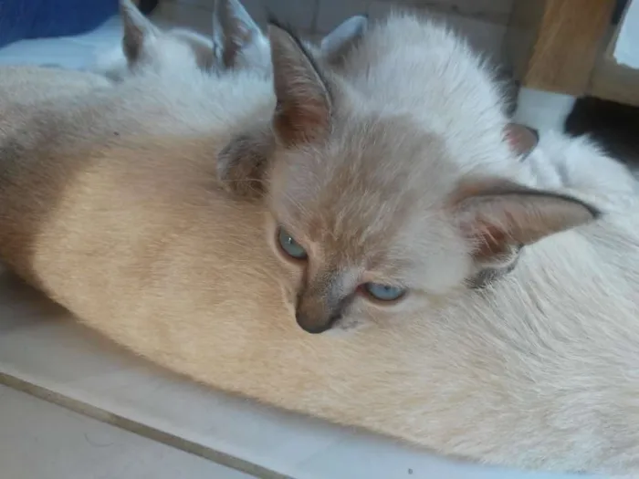 Gato raça Siames idade 2 a 6 meses nome Não tem nomes ainda