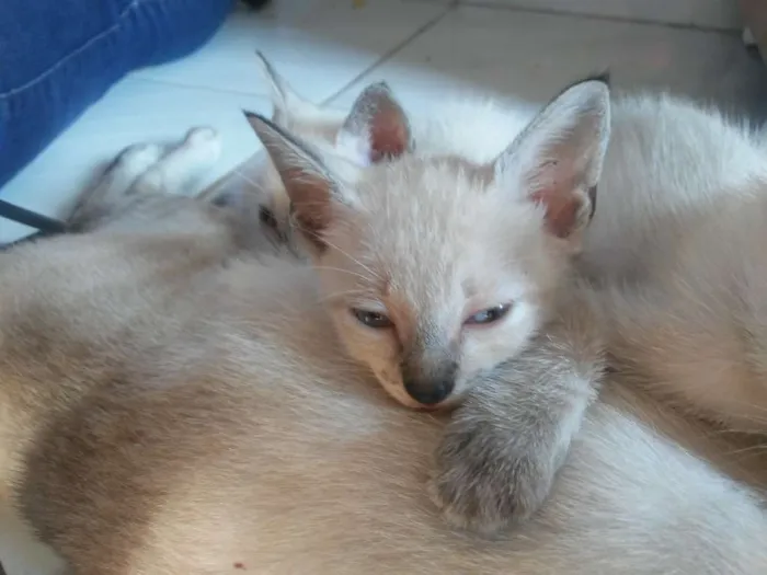 Gato raça Siames idade 2 a 6 meses nome Não tem nomes ainda