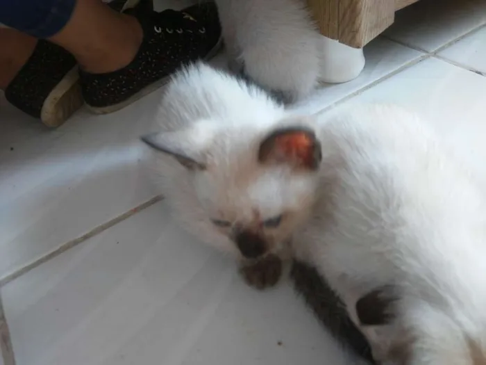 Gato raça Siames idade 2 a 6 meses nome Não tem nomes ainda