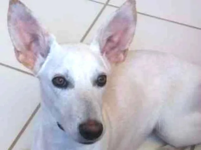 Cachorro ra a Sem raça idade 7 a 11 meses nome Alita