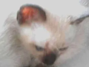 Gato raça Siames idade 2 a 6 meses nome Não tem nomes ainda