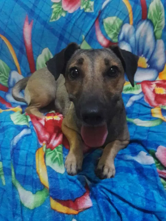 Cachorro ra a SEM RAÇA DEFINIDA.  idade 1 ano nome SEM NOME. 