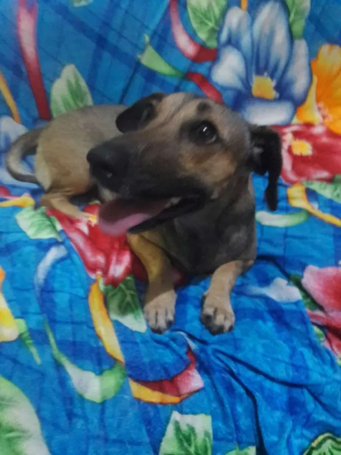 Cachorro ra a SEM RAÇA DEFINIDA.  idade 1 ano nome SEM NOME. 