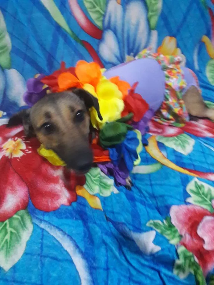 Cachorro ra a SEM RAÇA DEFINIDA.  idade 1 ano nome SEM NOME. 