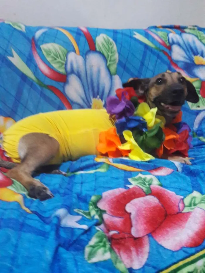 Cachorro ra a SEM RAÇA DEFINIDA.  idade 1 ano nome SEM NOME. 