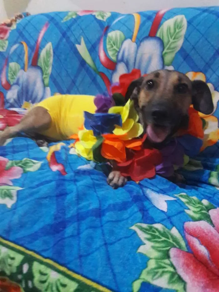 Cachorro ra a SEM RAÇA DEFINIDA.  idade 1 ano nome SEM NOME. 