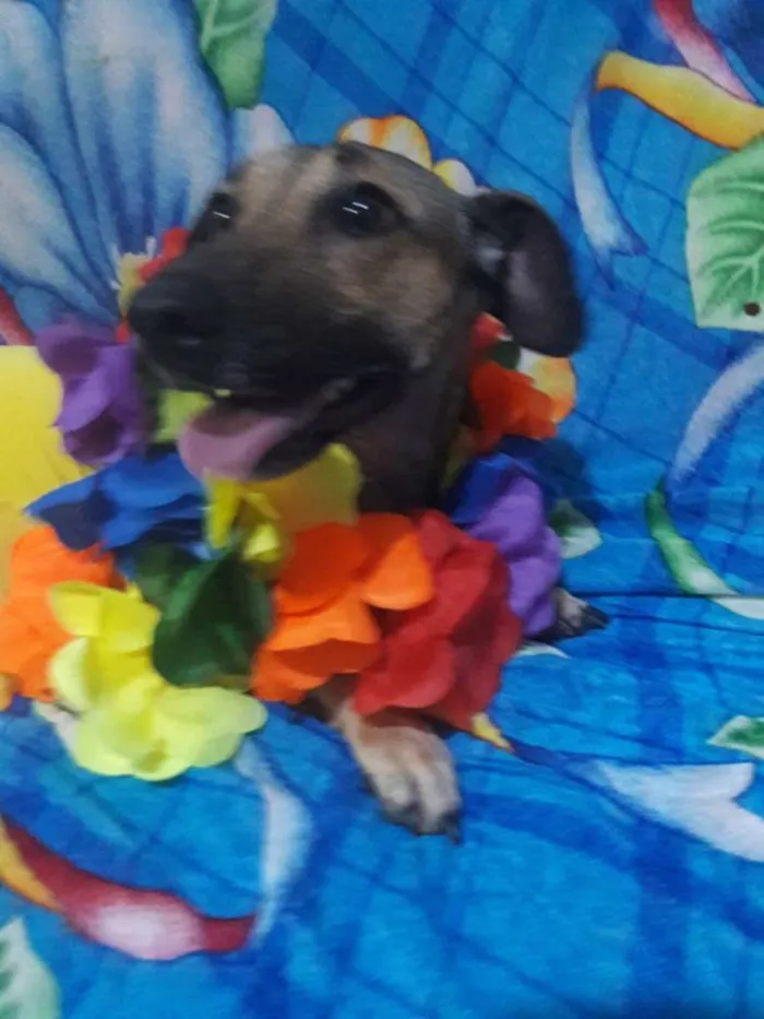 Cachorro ra a SEM RAÇA DEFINIDA.  idade 1 ano nome SEM NOME. 