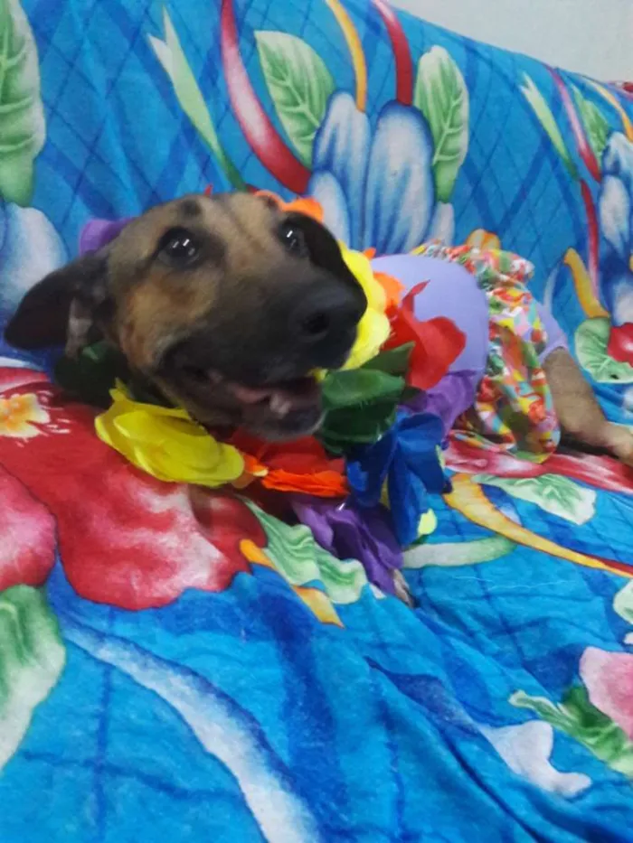 Cachorro ra a SEM RAÇA DEFINIDA.  idade 1 ano nome SEM NOME. 