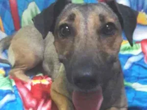 Cachorro raça SEM RAÇA DEFINIDA.  idade 1 ano nome SEM NOME. 