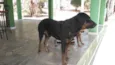 Fihotes cães de faze
