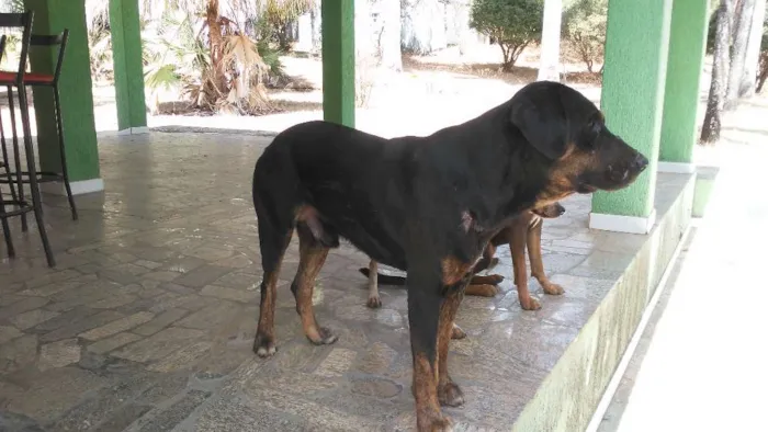 Cachorro ra a Mestiços idade Abaixo de 2 meses nome Fihotes cães de faze