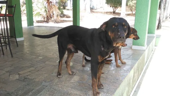 Cachorro ra a Mestiços idade Abaixo de 2 meses nome Fihotes cães de faze