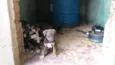 Fihotes cães de faze