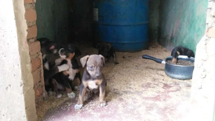 Cachorro ra a Mestiços idade Abaixo de 2 meses nome Fihotes cães de faze