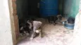 Fihotes cães de faze