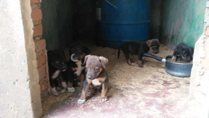 Cachorro ra a Mestiços idade Abaixo de 2 meses nome Fihotes cães de faze
