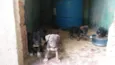 Fihotes cães de faze