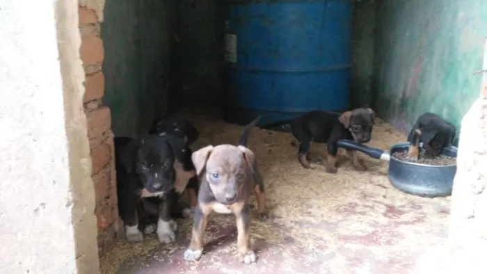 Cachorro ra a Mestiços idade Abaixo de 2 meses nome Fihotes cães de faze