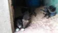 Fihotes cães de faze