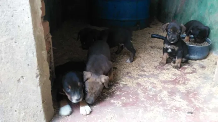 Cachorro ra a Mestiços idade Abaixo de 2 meses nome Fihotes cães de faze