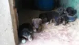 Fihotes cães de faze