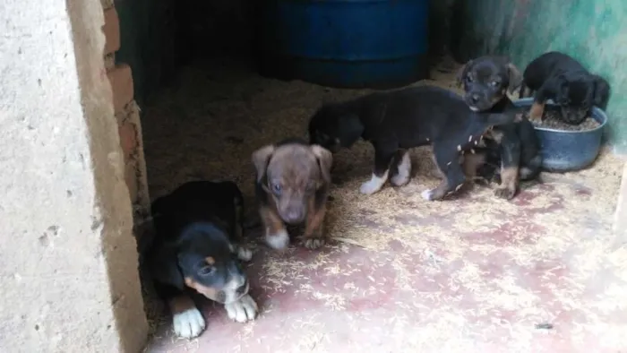 Cachorro ra a Mestiços idade Abaixo de 2 meses nome Fihotes cães de faze
