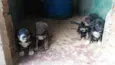Fihotes cães de faze