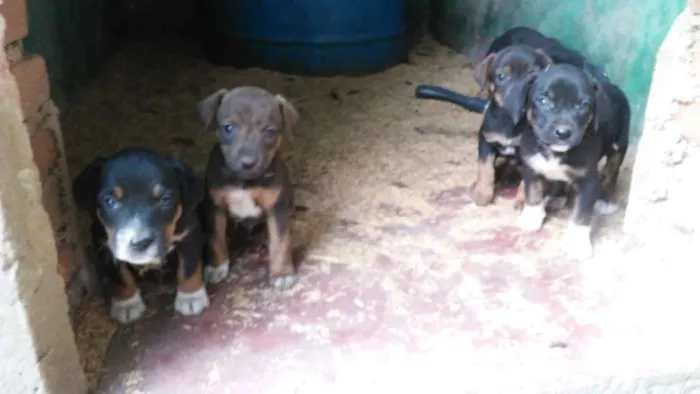 Cachorro ra a Mestiços idade Abaixo de 2 meses nome Fihotes cães de faze