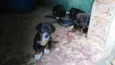 Fihotes cães de faze