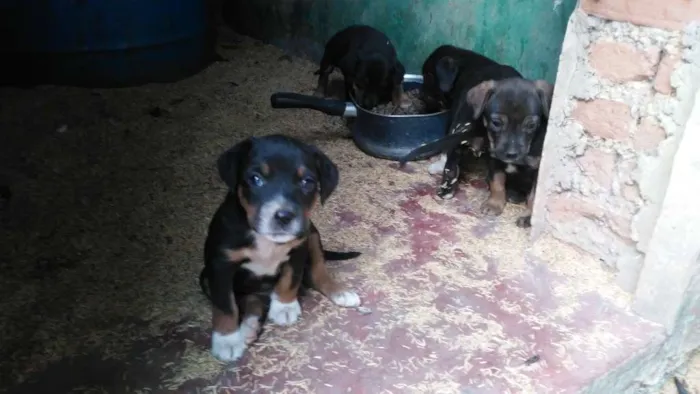 Cachorro ra a Mestiços idade Abaixo de 2 meses nome Fihotes cães de faze
