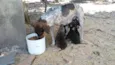Fihotes cães de faze