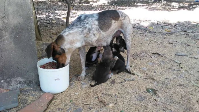 Cachorro ra a Mestiços idade Abaixo de 2 meses nome Fihotes cães de faze
