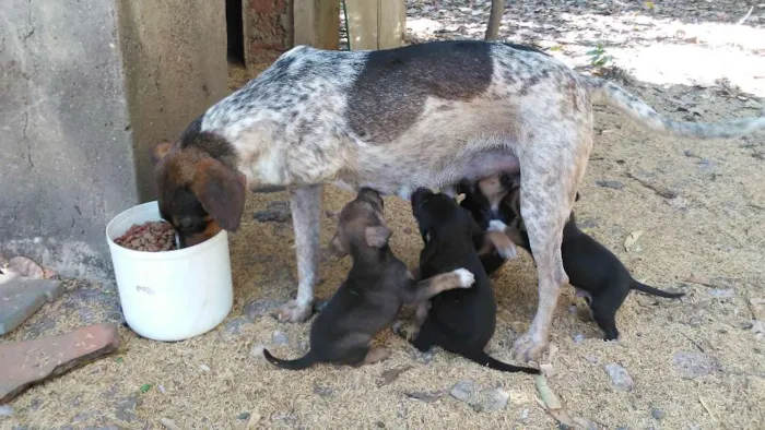 Cachorro ra a Mestiços idade Abaixo de 2 meses nome Fihotes cães de faze