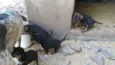 Fihotes cães de faze