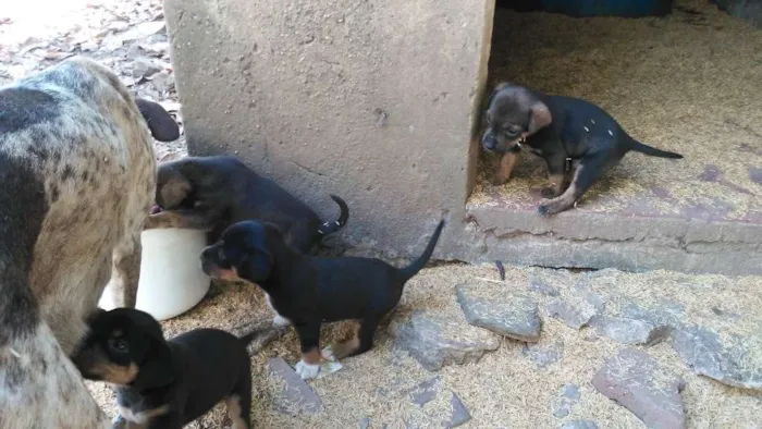 Cachorro ra a Mestiços idade Abaixo de 2 meses nome Fihotes cães de faze