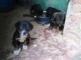 Fihotes cães de faze